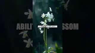 Abyss Secrets: The Ghost Orchids of the Everglades