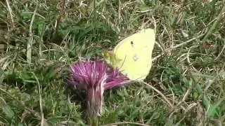 Clouded Yellow Butterfly