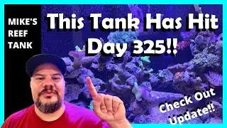 325 Days of Growth! 20 Gallon Nano Mixed Reef Tank Update