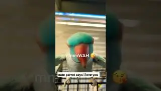 cute parrot says 'i love you #ytshorts