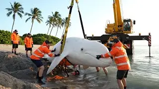 Stranded Pregnant Whale Rescue Turns Into a Birth Miracle