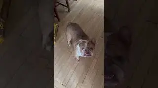 Funny and cute dogs compilation#funnydogs#cute#doglover#doglife#cure#dogshorts#pet#doglife#dogshorts
