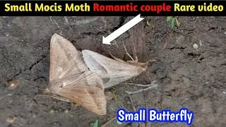 Small Mocis Moth Romantic Couple Rare video | Small Butterfly I Mocis latipes - Small Mocis Moth