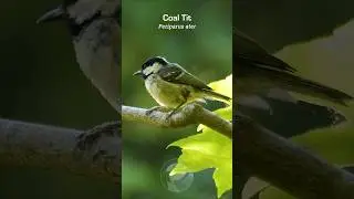 Say hello to the tiny Coal Tit #birds