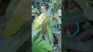 Green Living / Indoor/Outdoor Plants