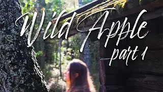 Wild Apple pt 1 * Foraging Wild Apple/Crab Apple/Vildapel for sparkling delicious Wild Apple Cider