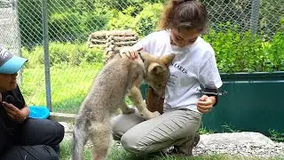 Maya gets her book yoinked by a wolf pup