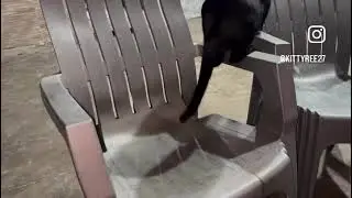 Cat Fight#cats#fight#chaotic #cutecat #viralvideo 