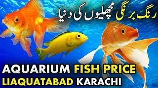 Aquarium Fish Price in Pakistan Latest Update Liaquatabad Karachi
