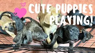 45 Minutes Of Cute Puppies Playing | Mood Booster | Relaxing