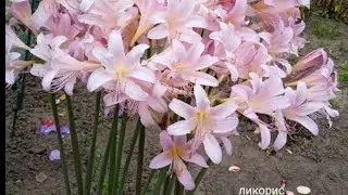 Рятую луковиці лікорису. Чи правильне рішення?