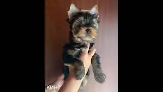 Питомник 