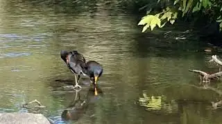 Conservation of Birds Enhances  Habitat  Protection
