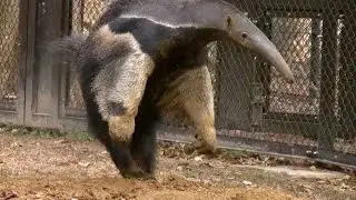 オオアリクイ（1分5秒→びっくり、1分55秒→舌、2分25秒→背中かゆい） / 東山動物園