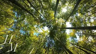 Bamboo - Flute - Zen - Meditate - Atmosphere - Calming - Healing