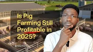 Is Pig Farming Still Profitable in 2025?
