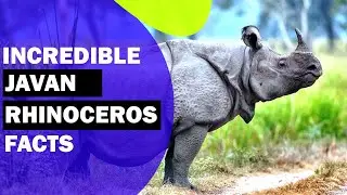 Incredible Javan Rhinoceros Facts