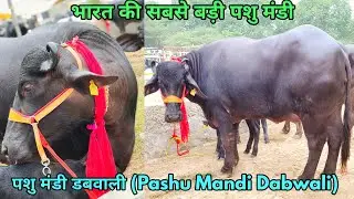 पशु मंडी डबवाली (Pashu Mandi Dabwali) भारत की सबसे बड़ी पशु मंडी!! (Buffalos Special)