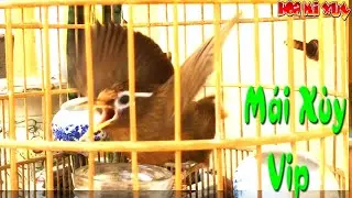 Họa mi mái xùy liên tục thúc trống mau hót đỉnh cấp nhanh lên lửa thúc trống hay