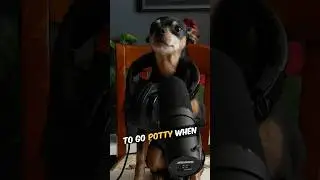 Interviewing my dog Part 2