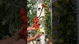 🍅Vertical farming with tomatoes on aeroponic towers #tomato #aeroponics #verticalfarming #gardening