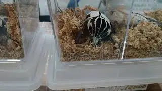 Amazing !! Captive Bred Goliathus goliatus quadrimaculatus in the stock !!