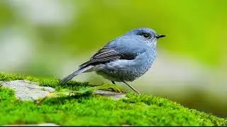 Female Plumbeous Water Redstart Beauty