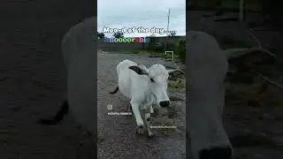 #asignofaffection #mydearguardian #vedahitha_foundation #sanatandharma #gaumata #gauseva #gaushala