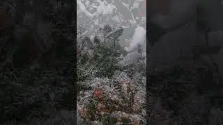 Armand Amar & City Of Prague Philharmonic - My Sweet Orange Tree
