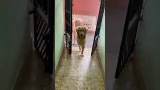 #milo #happydoglife #happydoghappylife #happylife #doglover #cute