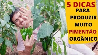SUPER DICAS PARA COLHER MUITO PIMENTÃO ORGÂNICO NA HORTA NO QUINTAL DE CASA OU EM VASOS (Ep168)