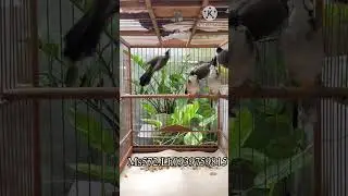 Ms572.tiếp tục mới t&aacute;ch Avi ra dc 5 b&eacute; h&igrave;nh bộ đẹp m&oacute;ng mỏ đầy đủ bay nhảy b&igrave;nh thường.Gi&aacute; 5 b&eacute; 1tr5