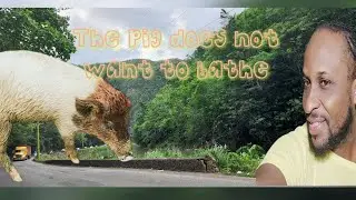 The pig does not want to bathe 