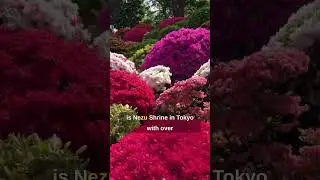 Japan's flower culture:  Azaleas - the best kept flower power secret in Japan!