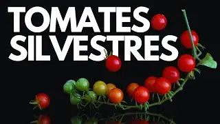Tomates SILVESTRES que puedes cultivar en tu huerto 🍅