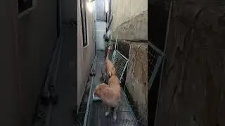 #loveanimals #careforanimals #respectanimals #dogs #goldenretriever #shihtzu #views #shorts #likes