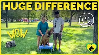 Dog Training Boise | Tip Top K9 Reviews
