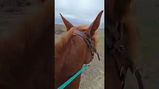 #may #horse #horseplanet #horseenthusiast #funny #horseplanetdiary #horsefan #memes #horseboxes