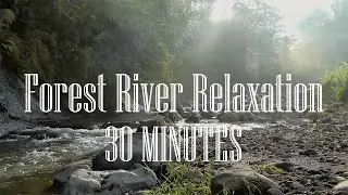 FOREST RIVER RELAXATION | 30 MINUTES | River sounds and beautiful forest views