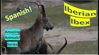 Iberian Ibex facts 🐐 Spanish Ibex 🐐 Spanish Wild Goat 🐐 endemic to Iberian Peninsula 🇪🇸 🇵🇹