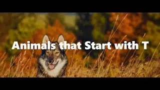 Animals Starting with T