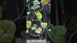 45 new strawberries from our strawberry patch🍓#veggiegarden #vegetablepatch #strawberries