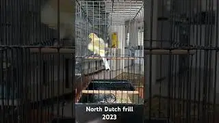 North Dutch frill canary 2023