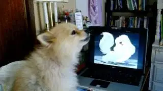 Singing Pomeranian