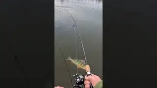 Didn&rsquo;t Expect This Perch #fishing