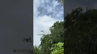 best talent skill cutting tree #shorts  #chainsaw #stihl #treeclimbing