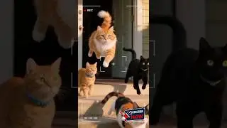 Kumpulan Kucing Jahil & Lucu Terbaru 2025 | Cat Mischief Compilation