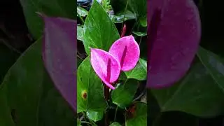 🌸🌿✨Some of the most beautiful flowers in Sri Lanka✨🌿🌸