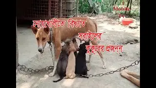 Dog News নোয়াখালীতে বিখ্যাত শরাইলের কুকুরের প্রজনন, Sorael Dog News Noakhali Bangladesh. Mobile Tv.