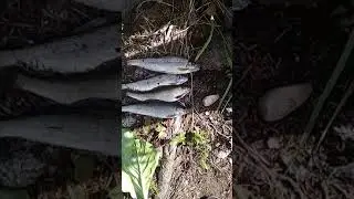 Рыба